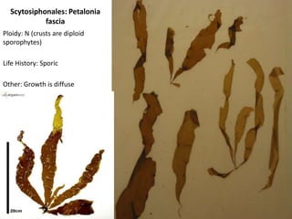 Mastocarpus Life Cycle