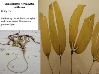 Chondracanthusexasperatus