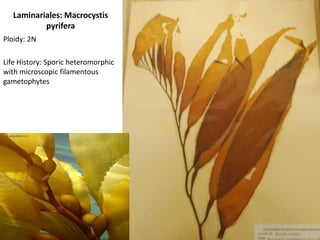 if these are not present then its a tetrasporophyte (2N)- Life history: Sporicheteromorphic