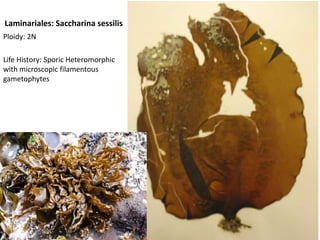 SparlingiapertusaPloidy: if there are bumps then it’s a gametophyte (N) with cystocarps; if not, then it’s a tetrosporophyte (2N)Life History: Sporicheteromorphic