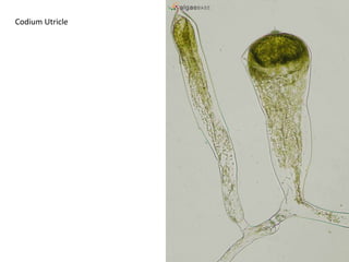 2 or multiples of 2 flagella equal in length