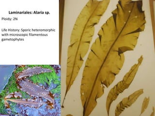 Polysiphoniapacifica