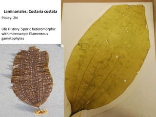 HildenbrandiaThinnest of the crusts