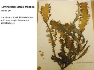 bright orange/red in colourGracilariapacificaPloidy: if there are bumps then it’s a gametophyte (N) with cystocarps; if not, then it’s a tetrosporophyte (2N)Life History: Sporicheteromorphic