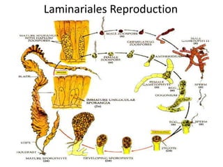 PolyneuralatissimaPloidy: if there are bumps then it’s a gametophyte (N) with cystocarps; if not, then it’s a tetrosporophyte (2N)Life History: Sporicheteromorphic