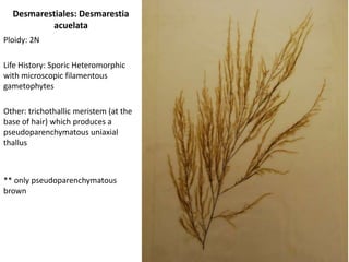 Grateloupiadoryphora