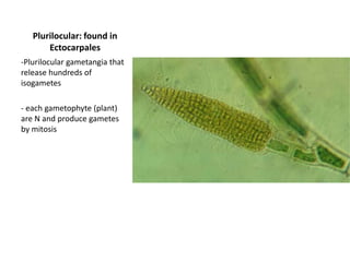 Example of a Rhodophyte: Polysiphonia