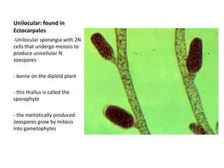 Example of a Rhodophyte 2: Porphyra
