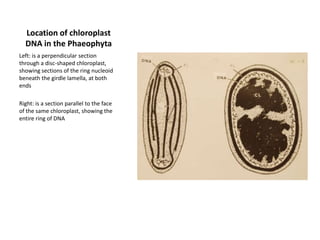 Example of a Rhodophyte 3: Hollenbergia