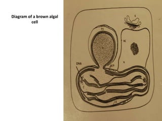 Conchocelis phase of Porphyra
