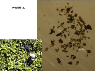 No mastigonemesMORPHOLOGYUnicellular flagellates