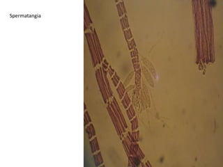 CHARACTERISTICSNUCLEUS			Uninucleate