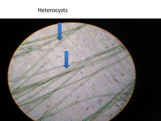 Long flagellum has 2 rows of mastigonemes