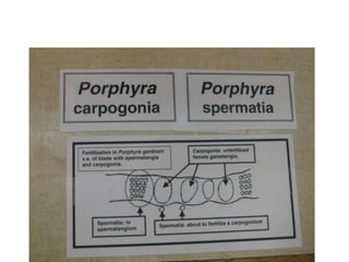 Shorter flagellum is smooth and directed backward