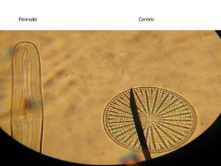 Has a light receptor