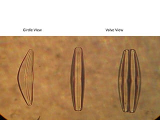 Attached laterallyMORPHOLOGYMulticellular