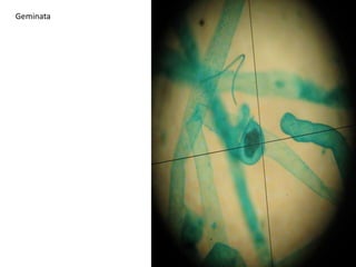 Sometimes very large