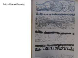 Unbranched filaments