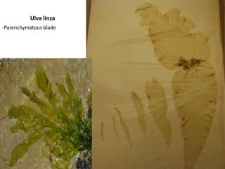 Colonial flagellates