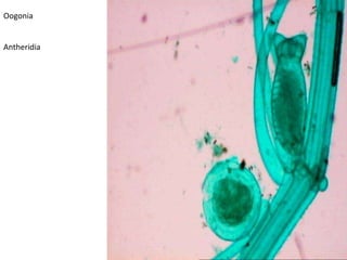 Pseudoparenchymatous is rare