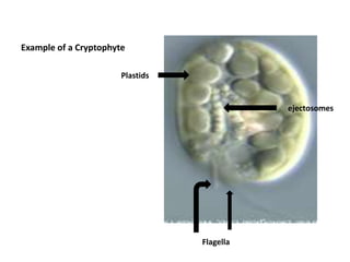 general larger cells  lacking chloroplasts which do not divide