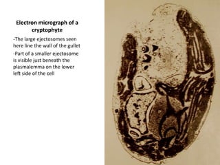 trumpet hypae cells formREPRODUCTIONvegetative: formation of propagules or by fragmentation,