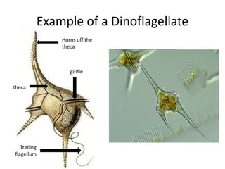 SporicEYESPOTIn spores or gametes within the chloroplast and associated with a flagellum