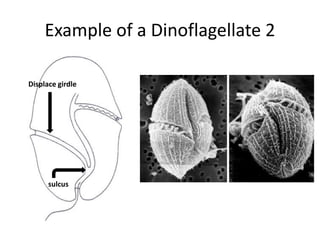 Present  and acts as shading or light reflectorCharacteristics Cont’dCHLOROPLASTOne to many smooth chloroplasts