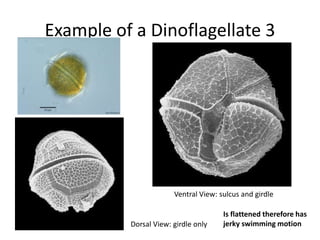 Storage product is stored outside the chloroplast