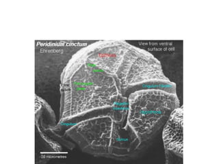 4 membranes surround the chloroplast