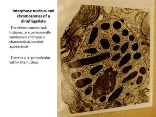 2 membrane envelope and PER