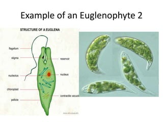 Cell wall always present – made of cellulose, alginic acid and polysaccharides