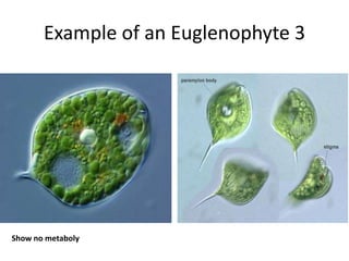 Sieve elements: perforated cross walls in large kelps for conduction of photosynthateFucales: SargassummuticumPloidy: 2NLife History: Gametic meiosis forms gametes which fuse to form a diploid zygote that grows into the adult plantOther: has short stubby receptacles that bear oogonial and antheridial conceptacles 