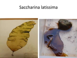 Saccharinalatissima 