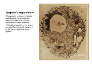 which is probably localized in either the plasma membrane or chloroplast membranes over the eyespotInterphase nucleus and chromosomes of a dinoflagellateThe chromosomes lack histones, are permanently condensed and have a characteristic banded appearance