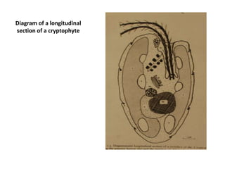 Diagram of a longitudinal section of a cryptophyte 