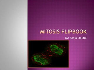 Mitosis Flipbook By: Sonia Lleuful 