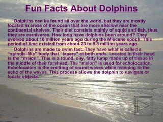[object Object],[object Object],Fun Facts About Dolphins 