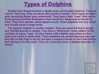 [object Object],[object Object],Types of Dolphins 