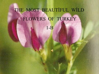 THE  MOST  BEAUTİFUL  WİLD  FLOWERS  OF  TURKEY 1-B 