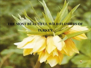 THE MOST BEAUTİFUL WİLD FLOWERS OF
TURKEY
1
 