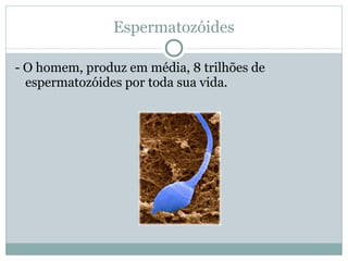 Espermatozóides - O homem, produz em média, 8 trilhões de espermatozóides por toda sua vida. 