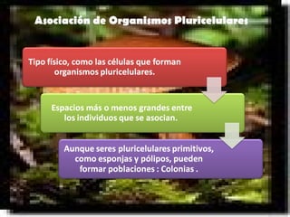 Asociación de Organismos Pluricelulares 