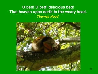O bed! O bed! delicious bed! That heaven upon earth to the weary head. Thomas Hood   
