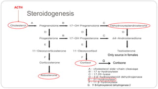 Steroidogenesis
ACTH
Only source in females
Cortisone
G
G: 11 B-hydroxysteroid dehydrogenase 2
 