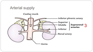 Arterial supply
3
 