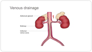 Venous drainage
1
 