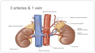 3 arteries & 1 vein
 