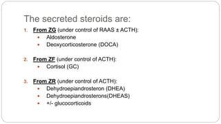 The secreted steroids are:
1. From ZG (under control of RAAS ± ACTH):
 Aldosterone
 Deoxycorticosterone (DOCA)
2. From ZF (under control of ACTH):
 Cortisol (GC)
3. From ZR (under control of ACTH):
 Dehydroepiandrosteron (DHEA)
 Dehydroepiandrosterons(DHEAS)
 +/- glucocorticoids
 