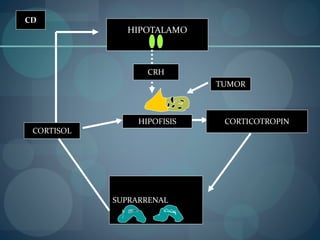 HIPOTALAMO
CRH
CORTISOL
SUPRARRENAL
CORTICOTROPINHIPOFISIS
CD
TUMOR
 
